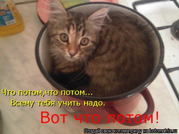 Котоматрица: Что потом,что потом... Всему тебя учить надо. Вот что потом!