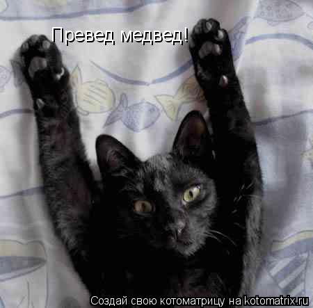 Котоматрица: Превед медвед!