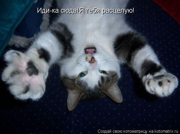 Котоматрица: Иди-ка сюда!Я тебя расцелую!