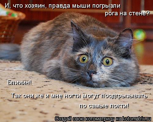 Котоматрица: И, что хозяин, правда мыши погрызли  рога на стене?  Блииин!  Так они же и мне ногти могут поодгрызывать  по самые локти!