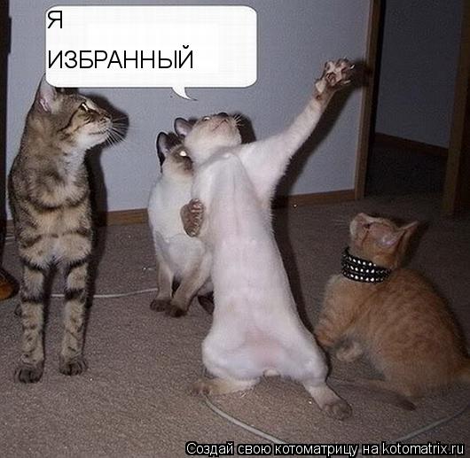 Я Я ИЗБРАННЫЙ... Котоматрица: Я Я ИЗБРАННЫЙ