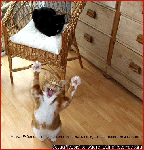 Котоматрица: Мама!!!Чёрное Пятно не хочет мне дать посидеть на новиньком кресле!!!