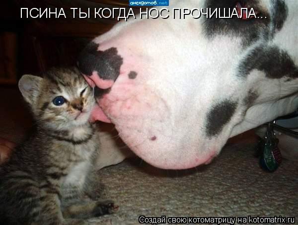 Котоматрица: ПСИНА ТЫ КОГДА НОС ПРОЧИШАЛА...
