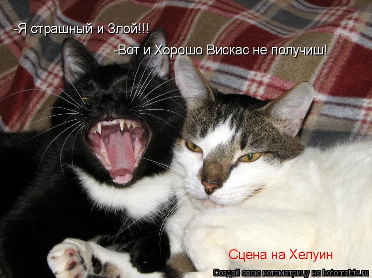 -Я страшный и Злой!!! -Вот и Хорошо Вискас не получиш! Сцена на Хелуин... Котоматрица: -Я страшный и Злой!!! -Вот и Хорошо Вискас не получиш! Сцена на Хелуин