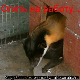 Котоматрица: Опять на работу...