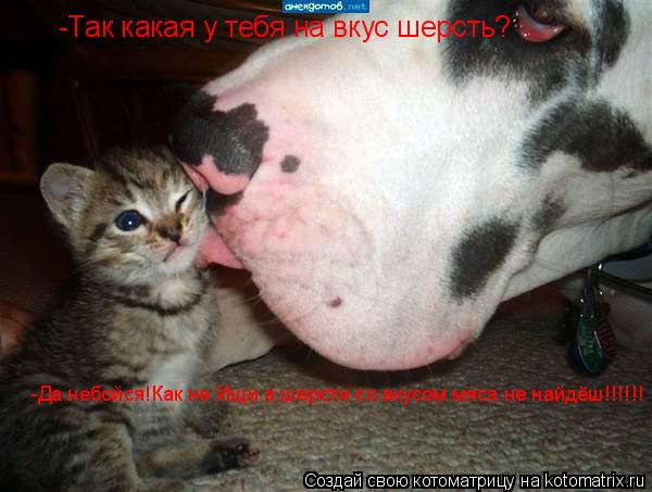 Котоматрица: -Так какая у тебя на вкус шерсть? -Да небойся!Как не Ищи а шерсти со вкусом мяса не найдёш!!!!!!