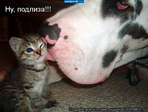 Котоматрица: Ну, подлиза!!!
