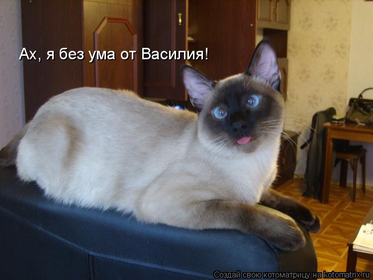 Котоматрица: Ах, я без ума от Василия!