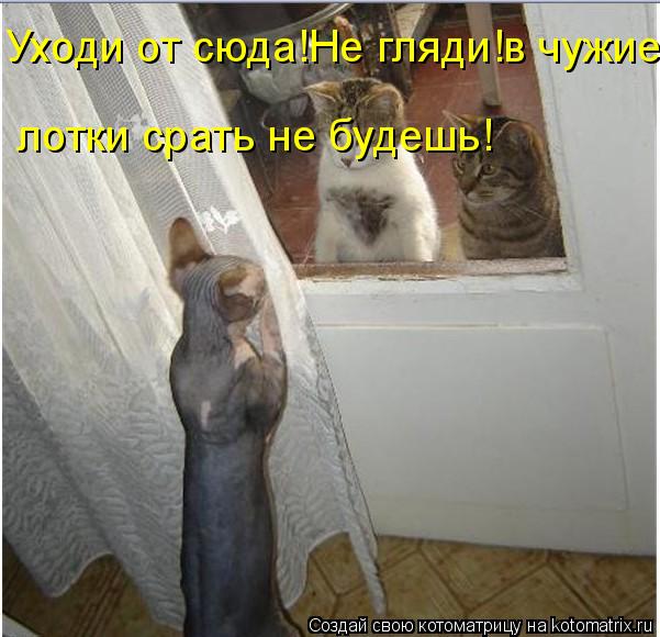 Котоматрица: Уходи от сюда!Не гляди!в чужие лотки срать не будешь!  лотки срать не будешь!