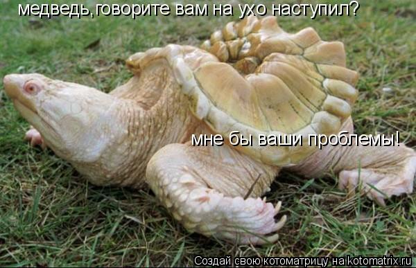 Котоматрица: медведь,говорите вам на ухо наступил? мне бы ваши проблемы!