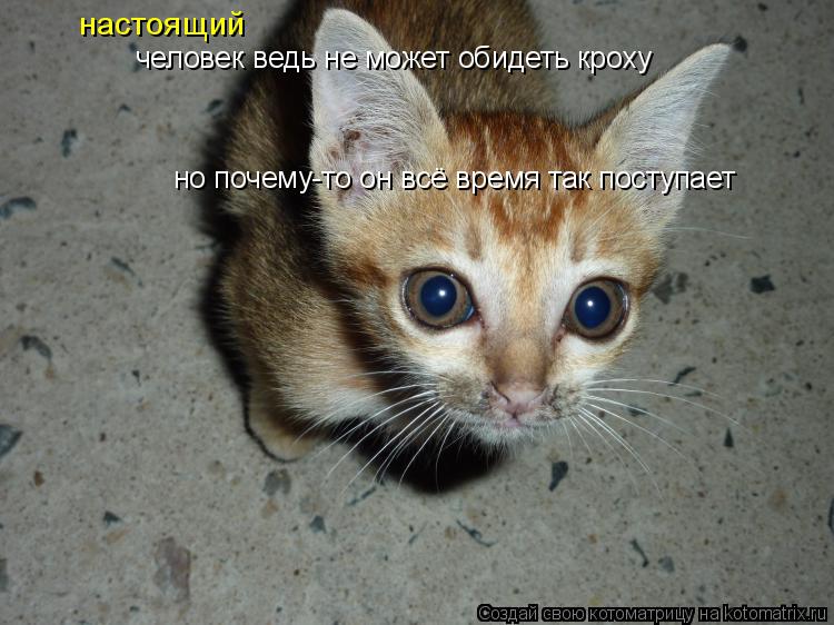 Котоматрица: человек ведь не может обидеть кроху но почему-то он всё время так поступает настоящий