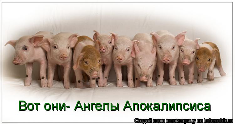 Котоматрица: Вот они- Ангелы Апокалипсиса