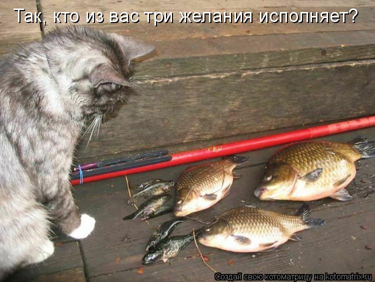 Котоматрица: Так, кто из вас три желания исполняет?