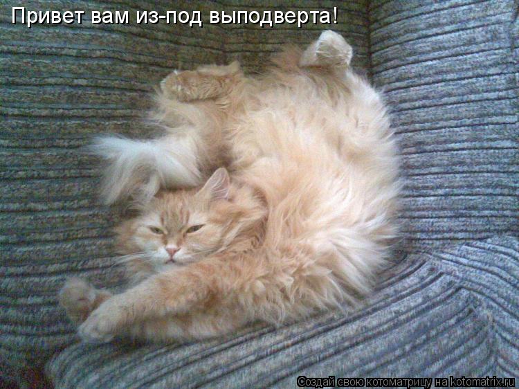 Привет вам из-под выподверта!... Котоматрица: Привет вам из-под выподверта!