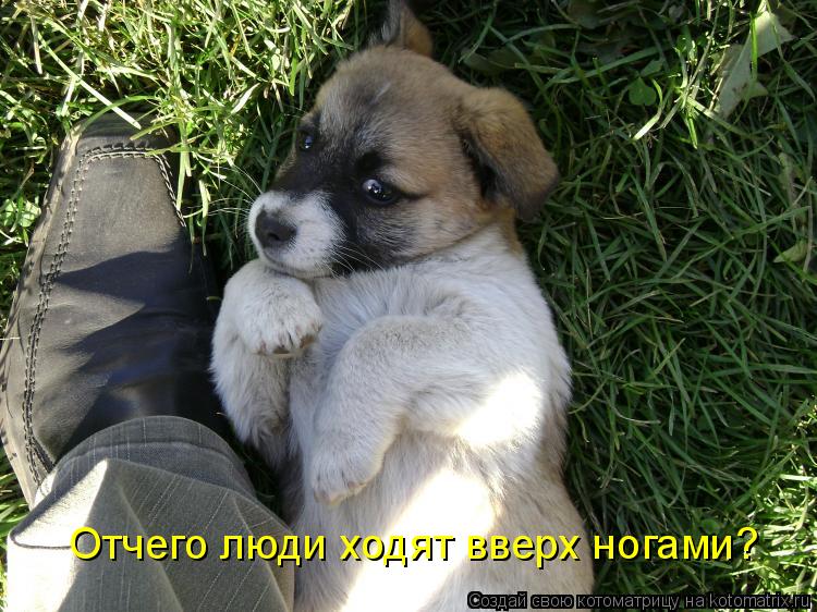 Котоматрица: Отчего люди ходят вверх ногами?
