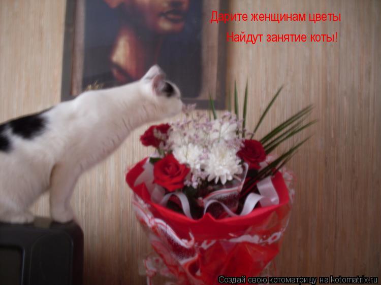 Дарите женщинам цветы Найдут занятие коты!... Котоматрица: Дарите женщинам цветы Найдут занятие коты!