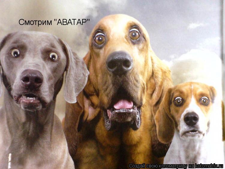 Котоматрица: Смотрим "АВАТАР"