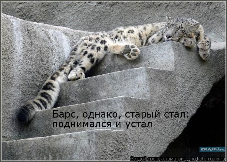 Котоматрица: Барс, однако, старый стал: поднимался и устал