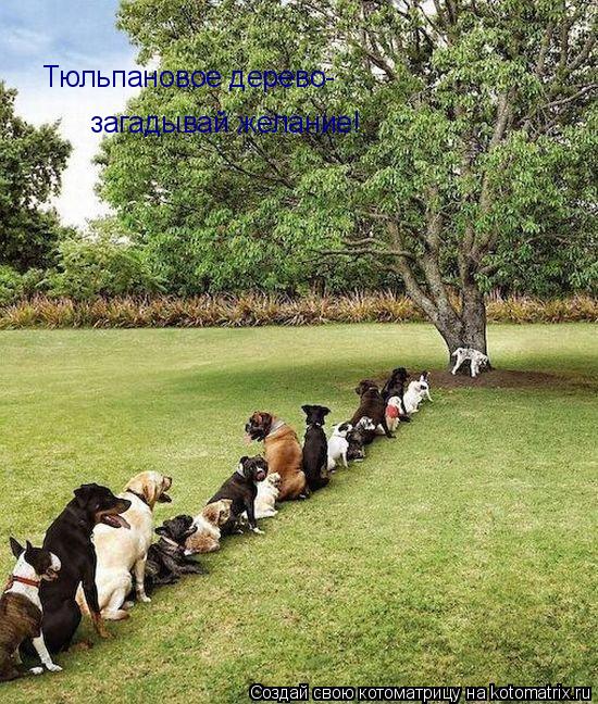Котоматрица: Тюльпановое дерево- загадывай желание!