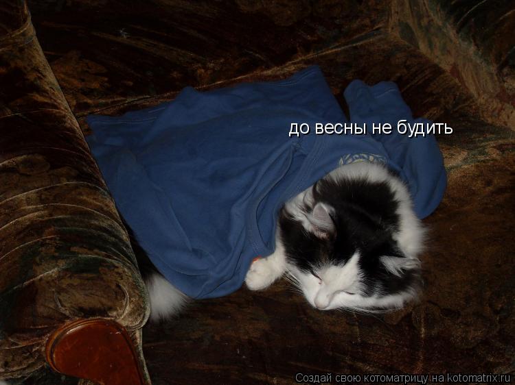 Котоматрица: до весны не будить