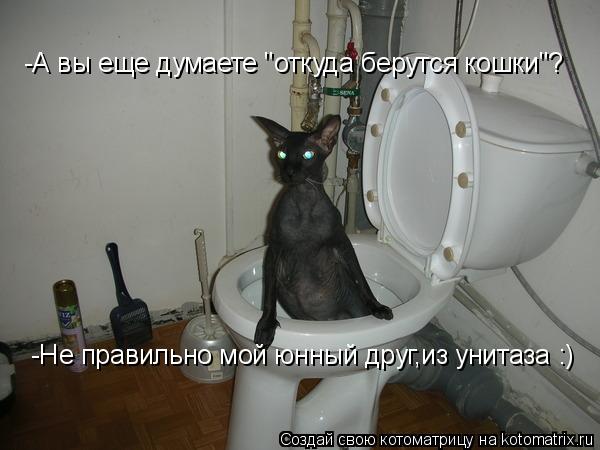 Котоматрица: -А вы еще думаете "откуда берутся кошки"? -Не правильно мой юнный друг,из унитаза :)