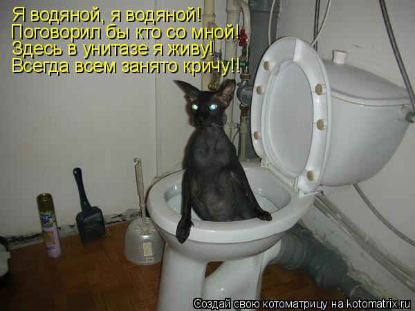 Котоматрица: Я водяной, я водяной! Поговорил бы кто со мной! Здесь в унитазе я живу! Всегда всем занято кричу!!