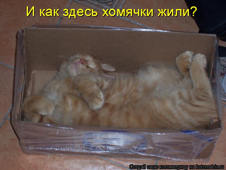 Котоматрица: И как здесь хомячки жили?