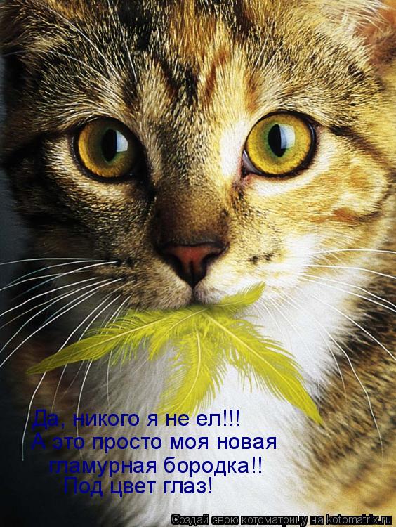 Котоматрица: Да, никого я не ел!!! А это просто моя новая гламурная бородка!! Под цвет глаз!
