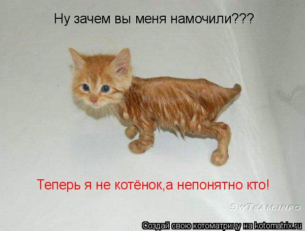 Котоматрица: Ну зачем вы меня намочили??? Теперь я не котёнок,а непонятно кто!