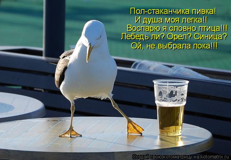 Котоматрица: Пол-стаканчика пивка! И душа моя легка!! Воспарю я словно птица!!! Лебедь ли? Орел? Синица? Ой, не выбрала пока!!!