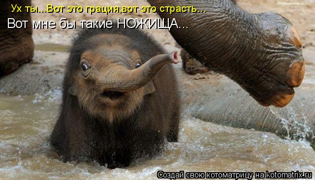 Котоматрица: Ух ты...Вот это грация,вот это страсть... Вот мне бы такие НОЖИЩА...