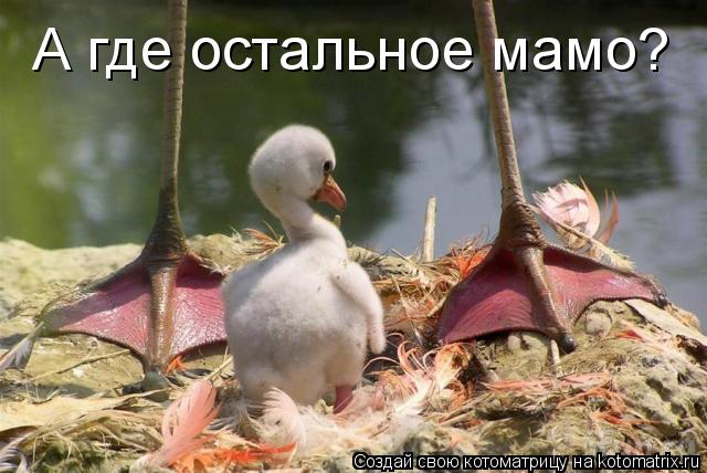 А где остальное мамо?... Котоматрица: А где остальное мамо?