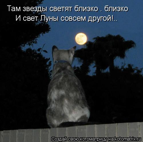 Котоматрица: Там звезды светят близко – близко И свет Луны совсем другой!..
