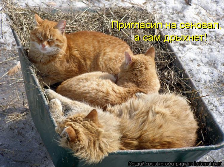 Котоматрица: Пригласил на сеновал,  а сам дрыхнет!