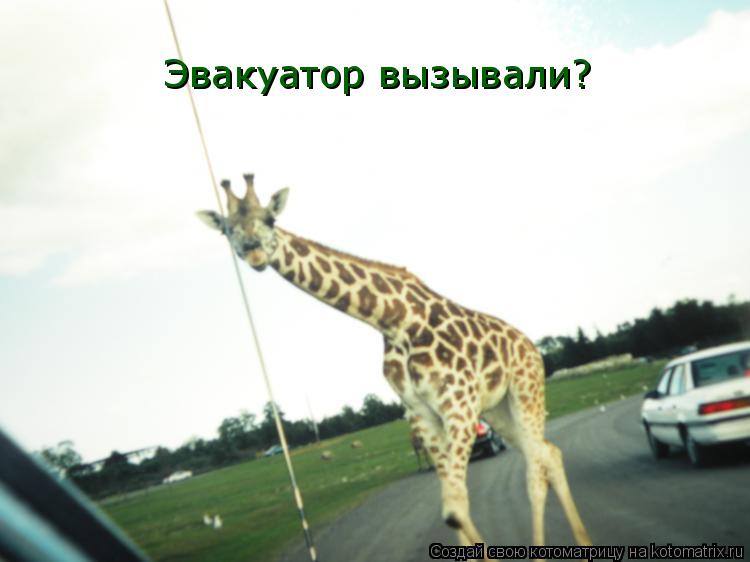 Котоматрица: Эвакуатор вызывали?