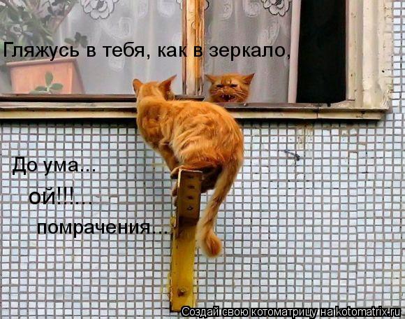 Котоматрица: До ума... Гляжусь в тебя, как в зеркало, ой!!!... помрачения...