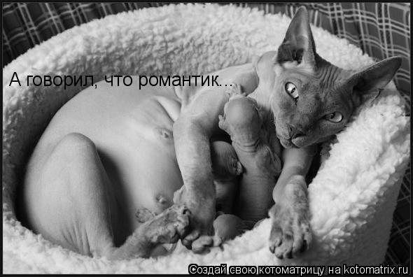 А говорил, что романтик...... Котоматрица: А говорил, что романтик...