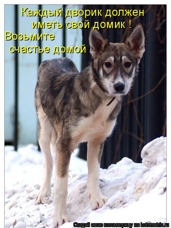 Котоматрица: Каждый дворик должен иметь свой домик ! Возьмите счастье домой