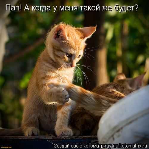 Котоматрица: Пап! А когда у меня такой же будет?