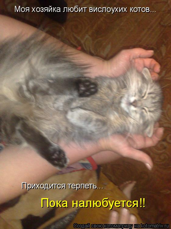 Котоматрица: Моя хозяйка любит вислоухих котов... Приходится терпеть... Пока налюбуется!!