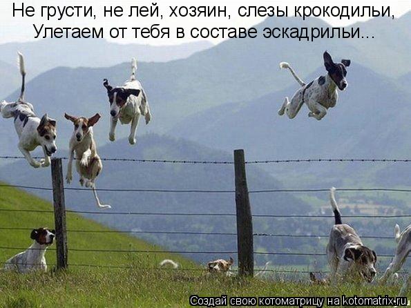 Не грусти, не лей, хозяин, слезы крокодильи, Улетаем от тебя в составе эскадрильи...... Котоматрица: Не грусти, не лей, хозяин, слезы крокодильи, Улетаем от тебя в составе эскадрильи...
