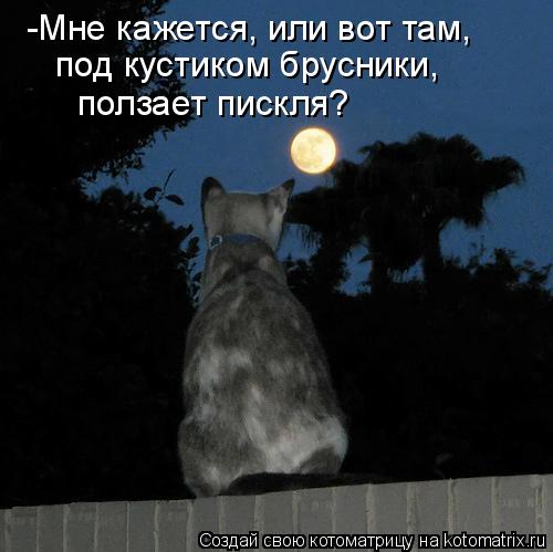 Котоматрица: -Мне кажется, или вот там, ползает пискля? под кустиком брусники,