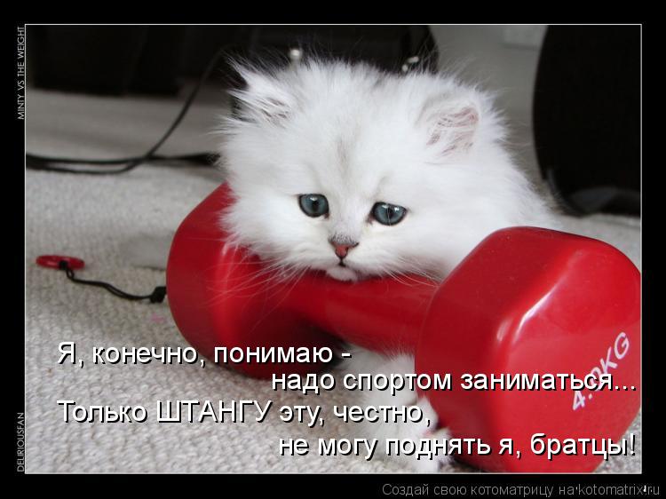 Я, конечно, понимаю - надо спортом заниматься... Только ШТАНГУ эту, честно, не могу поднять я, братц... Котоматрица: Я, конечно, понимаю - надо спортом заниматься... Только ШТАНГУ эту, честно, не могу поднять я, братцы!