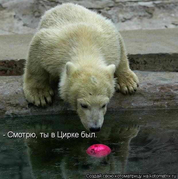 Котоматрица: - Смотрю, ты в Цирке был.