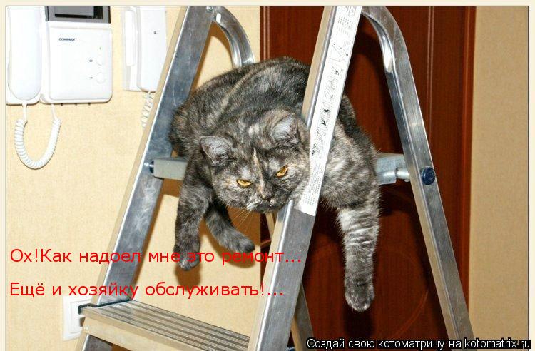 Котоматрица: Ох!Как надоел мне это ремонт...  Ох!Как надоел мне это ремонт...  Ещё и хозяйку обслуживать!...