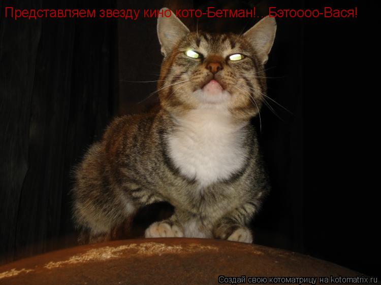 Котоматрица: Представляем звезду кино кото-Бетман!...Бэтоооо-Вася!