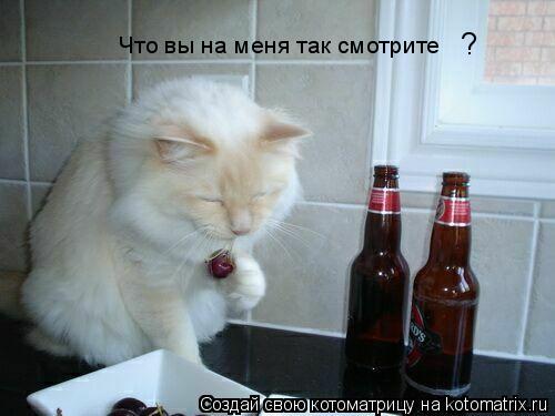 Котоматрица: ? Что вы на меня так смотрите