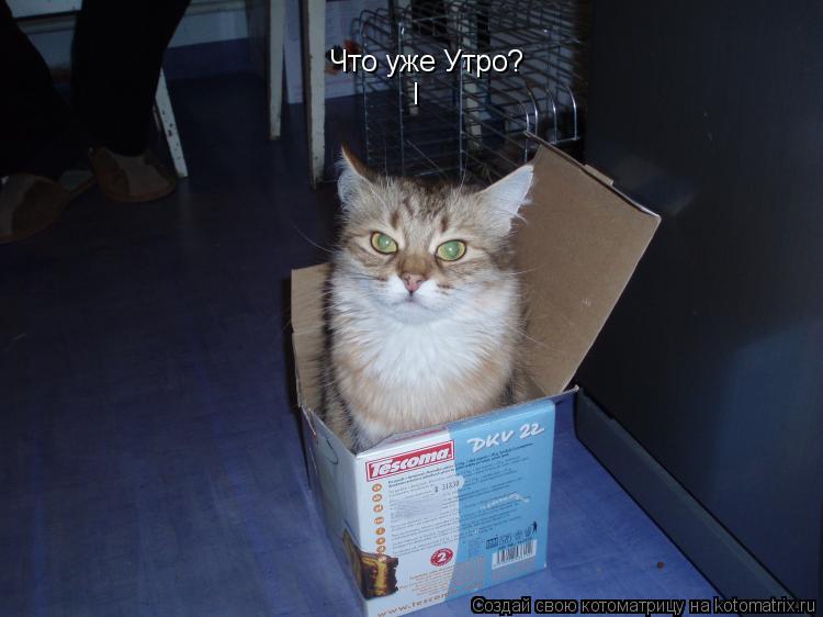 Котоматрица: Что уже Утро? I