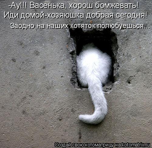 -Ау!!! Васенька, хорош бомжевать! Иди домой-хозяюшка добрая сегодня! Заодно на наших котяток полюбуе... Котоматрица: -Ау!!! Васенька, хорош бомжевать! Иди домой-хозяюшка добрая сегодня! Заодно на наших котяток полюбуешься...