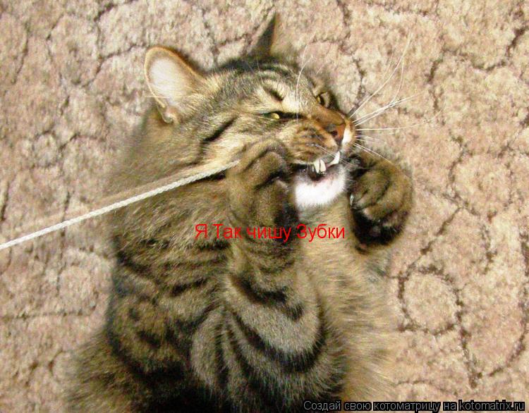 Котоматрица: Я Так чишу Зубки